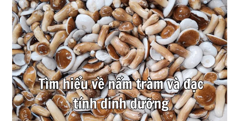 Nấm Tràm Không Nên Ăn Với Gì Để Tránh Gây Hại Sức Khoẻ